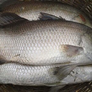 Sundarban Special Vhetki Fish | Koral Fish 1kg